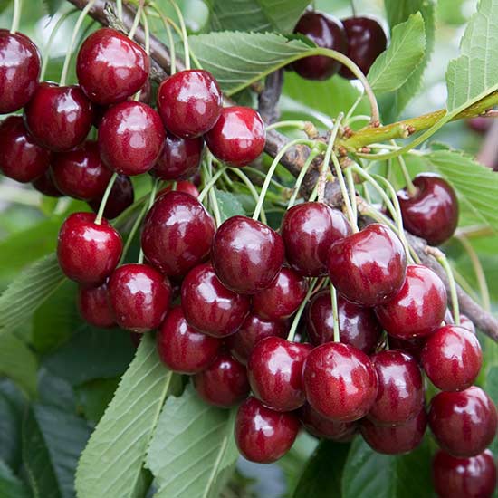 Cherry Regina